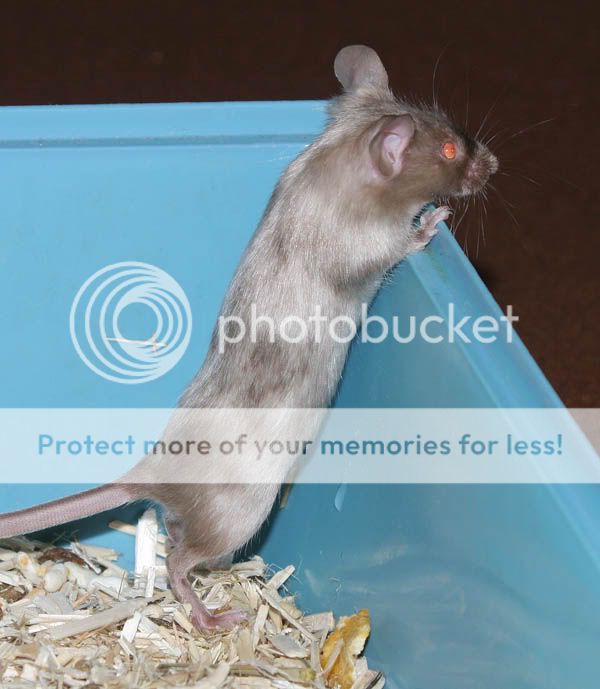 New German Mice Pet Mice Forum