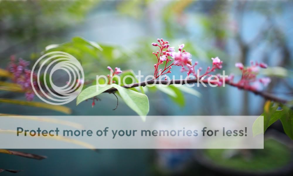 IMAGE: http://i898.photobucket.com/albums/ac183/tiffanysungkono/IMG_0428.jpg