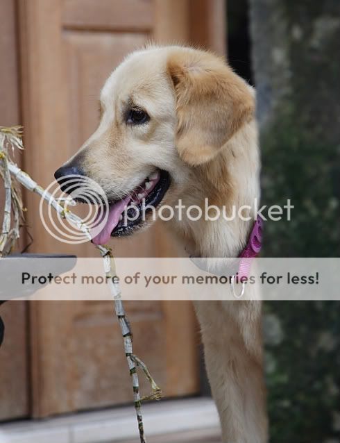 IMAGE: http://i898.photobucket.com/albums/ac183/tiffanysungkono/_X0C9641-1.jpg