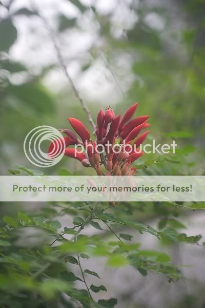 IMAGE: http://i898.photobucket.com/albums/ac183/tiffanysungkono/_X0C9667.jpg