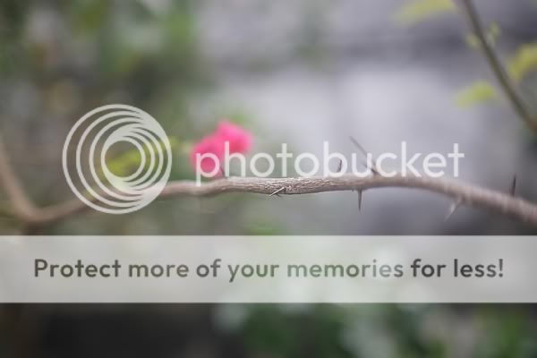 IMAGE: http://i898.photobucket.com/albums/ac183/tiffanysungkono/_X0C9673.jpg