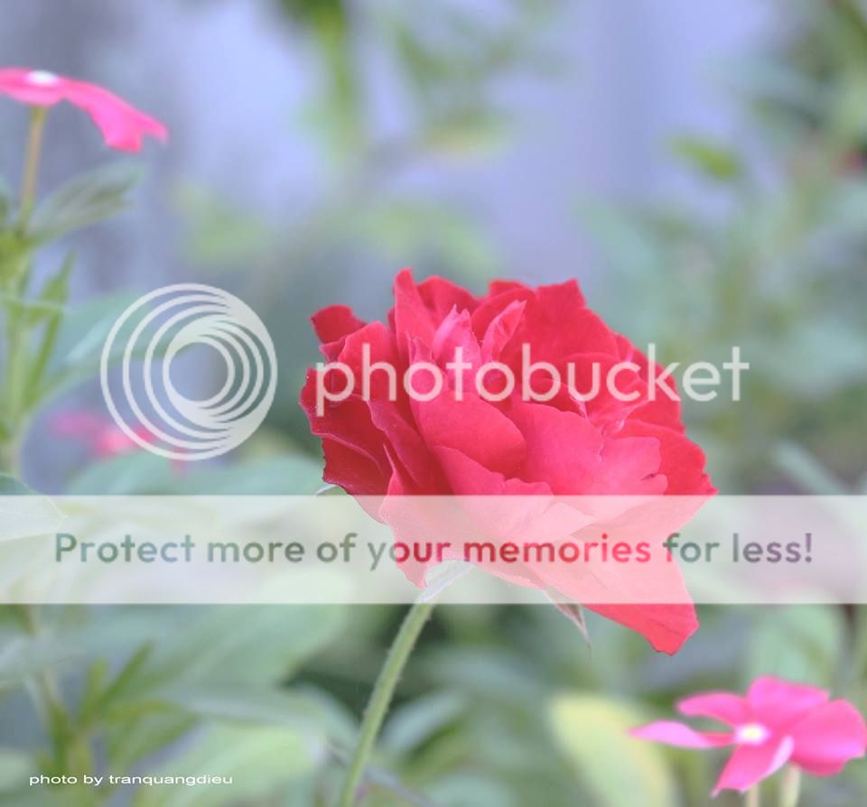 UserPostedImage