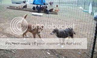 Showing off my Bourbon Reds & Aussies - Poultry
