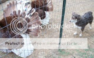 Showing off my Bourbon Reds & Aussies - Poultry