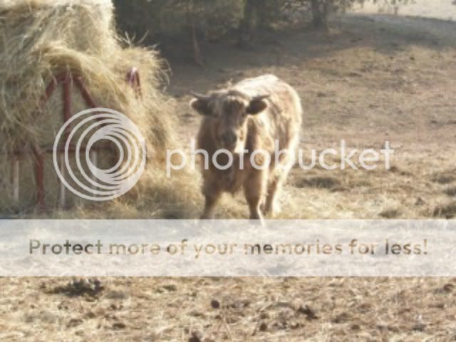 New Highland Calf - Cattle
