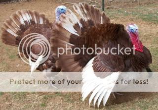 Showing off my Bourbon Reds & Aussies - Poultry