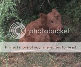 Clemintine had her calf - Cattle