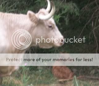 Clemintine had her calf - Cattle