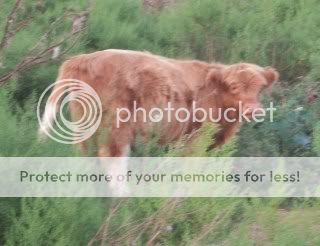 My Highlands - Cattle