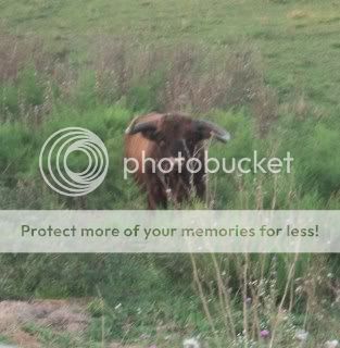 My Highlands - Cattle