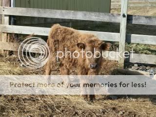 My Newest Highland Calf and Armstrong! - Cattle