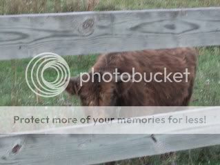 My Highlands - Cattle