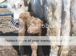 Highland calf born - Cattle