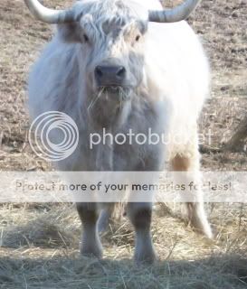 When is she due - Cattle