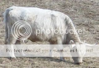 When is she due - Cattle