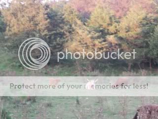 My Highlands - Cattle