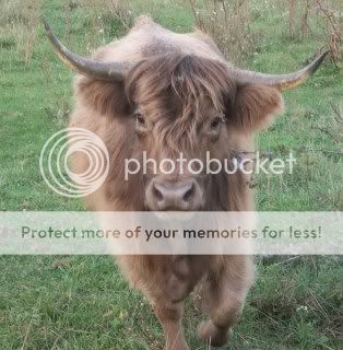 My Highlands - Cattle