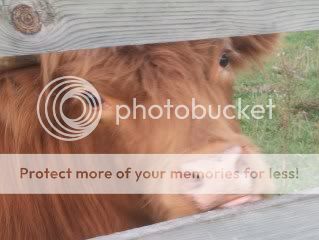 My Highlands - Cattle