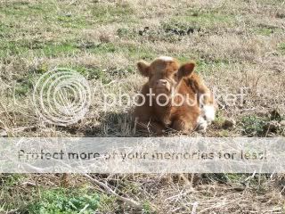 My Newest Highland Calf and Armstrong! - Cattle