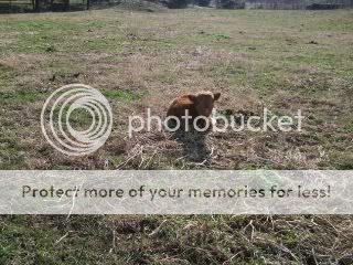 My Newest Highland Calf and Armstrong! - Cattle