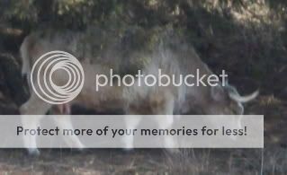 When is she due - Cattle