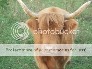 My Highlands - Cattle