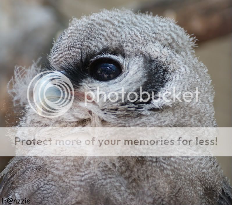 Fotografie