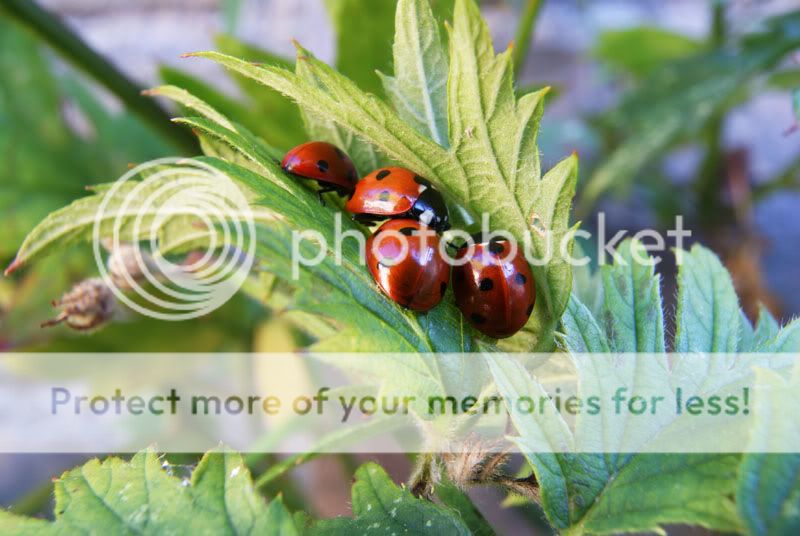 Fotografie