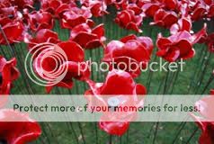 photo poppy2.jpg