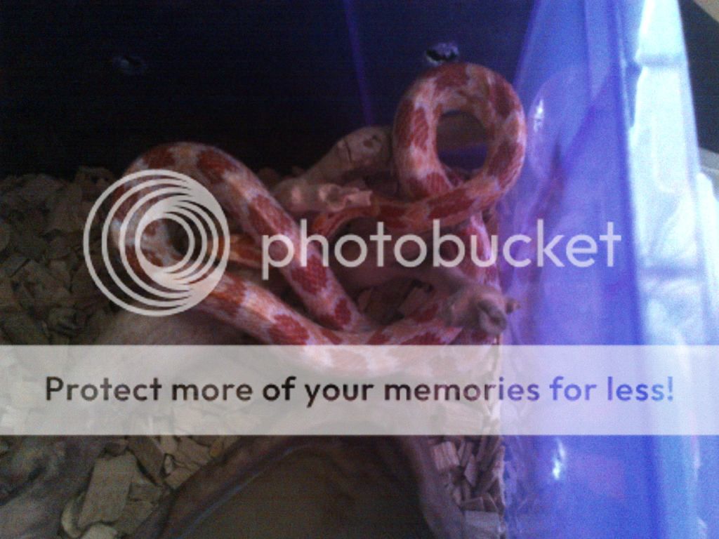 pick up a corn snake for the family Reptile Forums