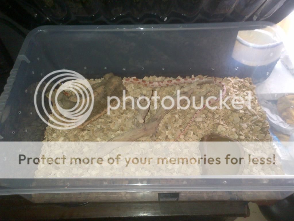 pick up a corn snake for the family Reptile Forums