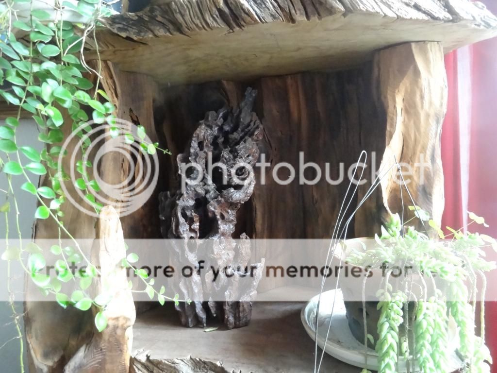 Đồ Gỗ Nghệ Thuật - Thú Chơi Cây Cảnh Đầy Đam Mê Đồ Gỗ Nghệ Thuật - Thú Chơi Cây Cảnh Đầy Đam Mê - Dalat News
