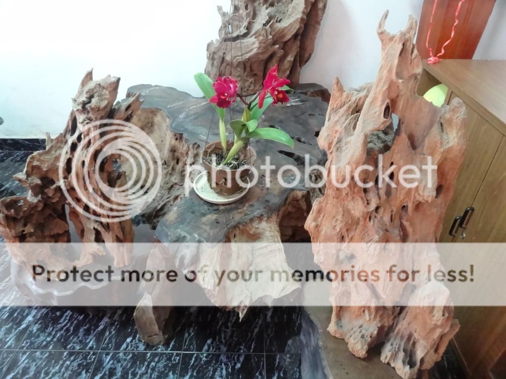 Đồ Gỗ Nghệ Thuật - Thú Chơi Cây Cảnh Đầy Đam Mê Đồ Gỗ Nghệ Thuật - Thú Chơi Cây Cảnh Đầy Đam Mê - Dalat News