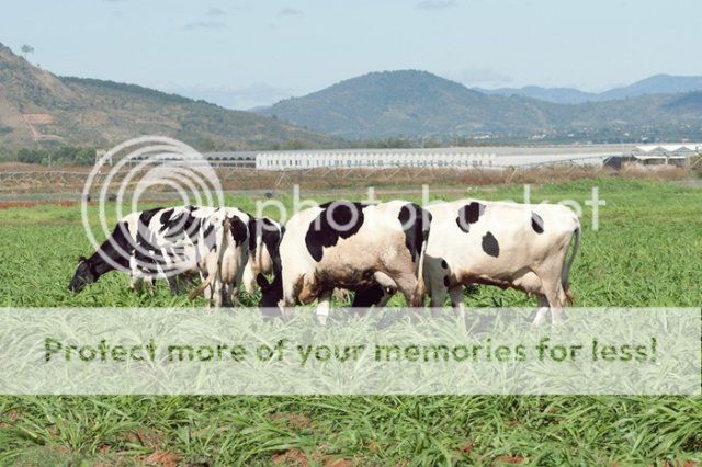 Nông Trại Dalat Milk - Dalat News Nông Trại Dalat Milk - Dalat News