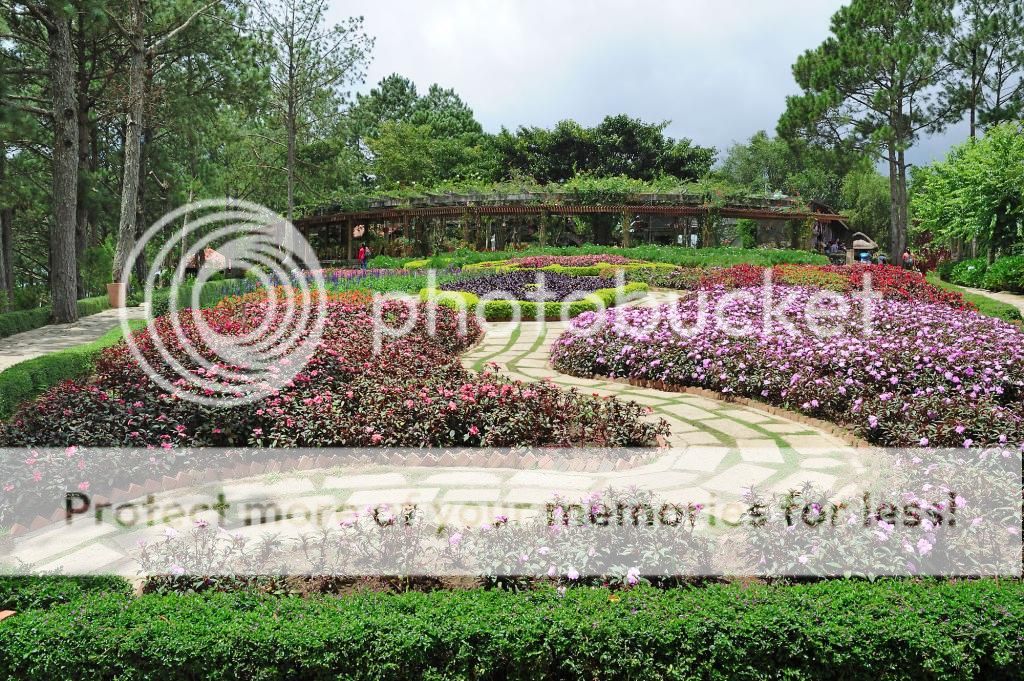Đồi Mộng Mơ Đà Lạt Đồi Mộng Mơ Đà Lạt - Dalat News
