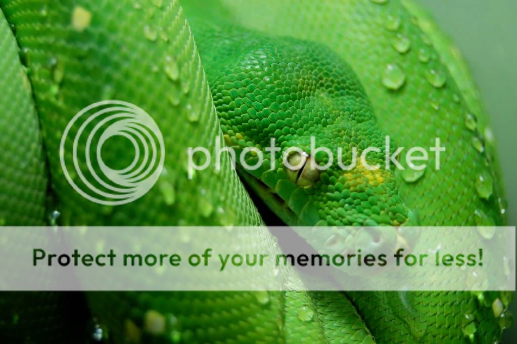 SE England - 06 Male Merauke Green Tree Python [I](Morelia viridis)[/I ...