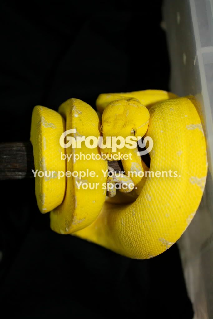 1.1 08 Canary Chondro's, Kofiau island Green Tree Pythons | Reptile Forums