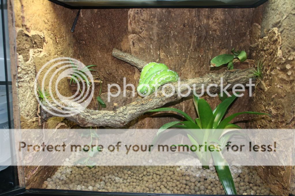 Merauke Green Tree Pythons Breeding........PLEASING! | Reptile Forums